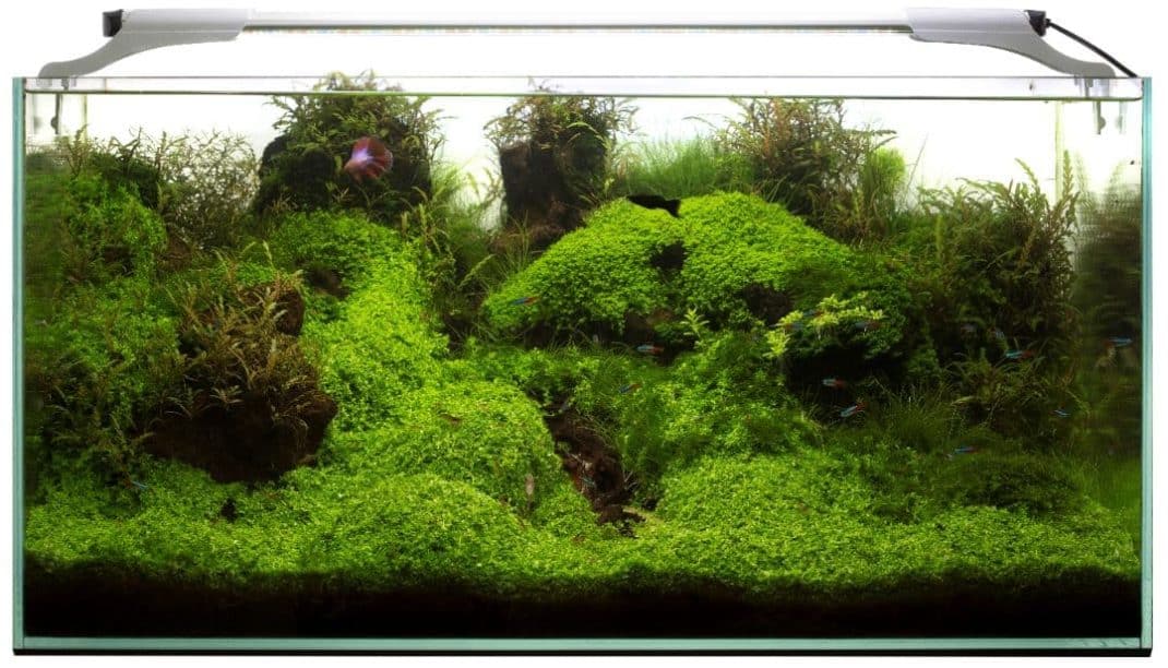 Leddy Light Complete