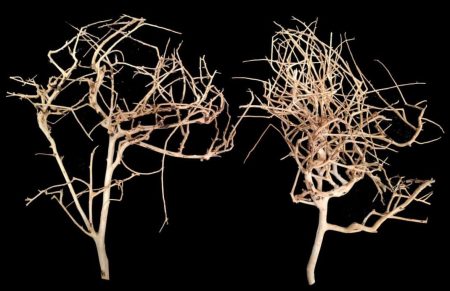 AP Naturals Tiny Ramous Wood