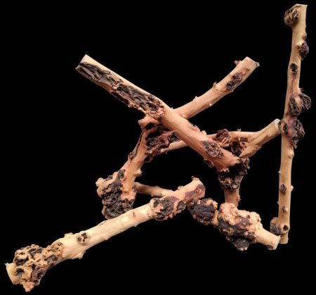 AP Naturals Sava Wood (Medium)