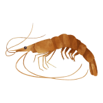 Shrimp